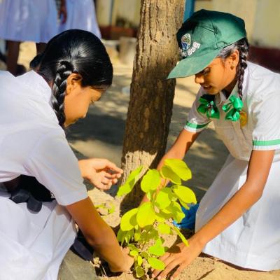 රුක් රෝපන වැඩසටහන - 2026